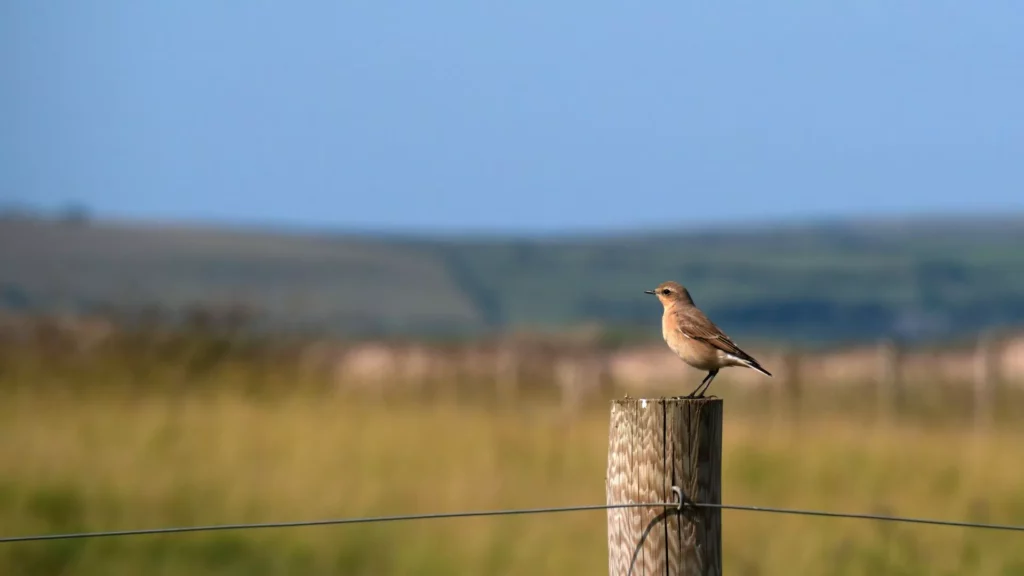 Small bird perched on a wire fence in north devon
