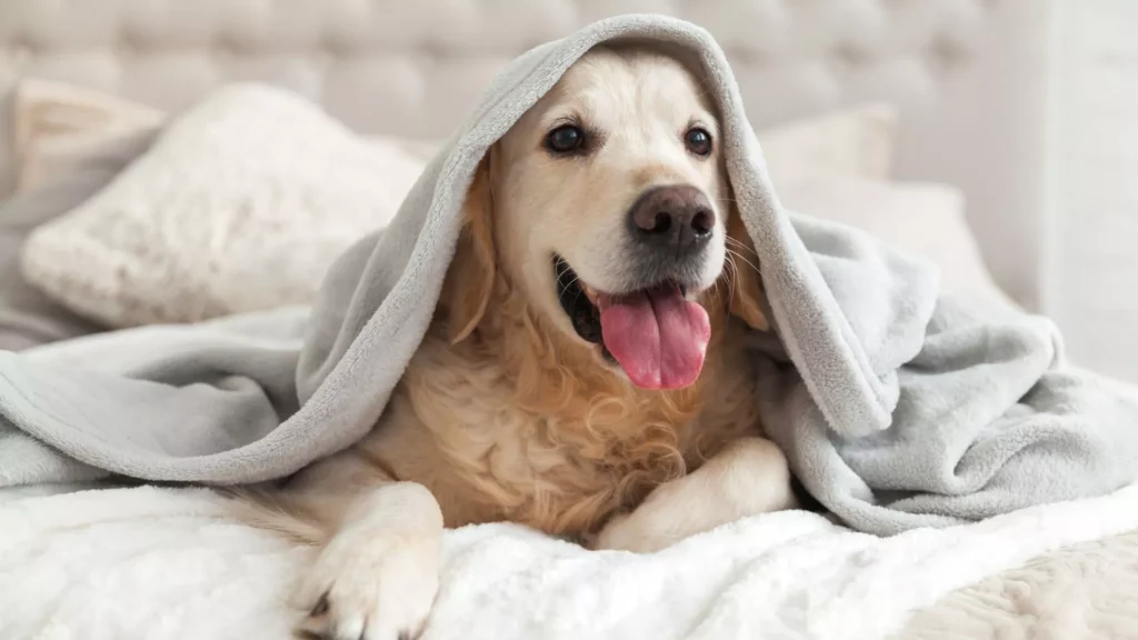 Dog under a blanket sitting on a hotel bed